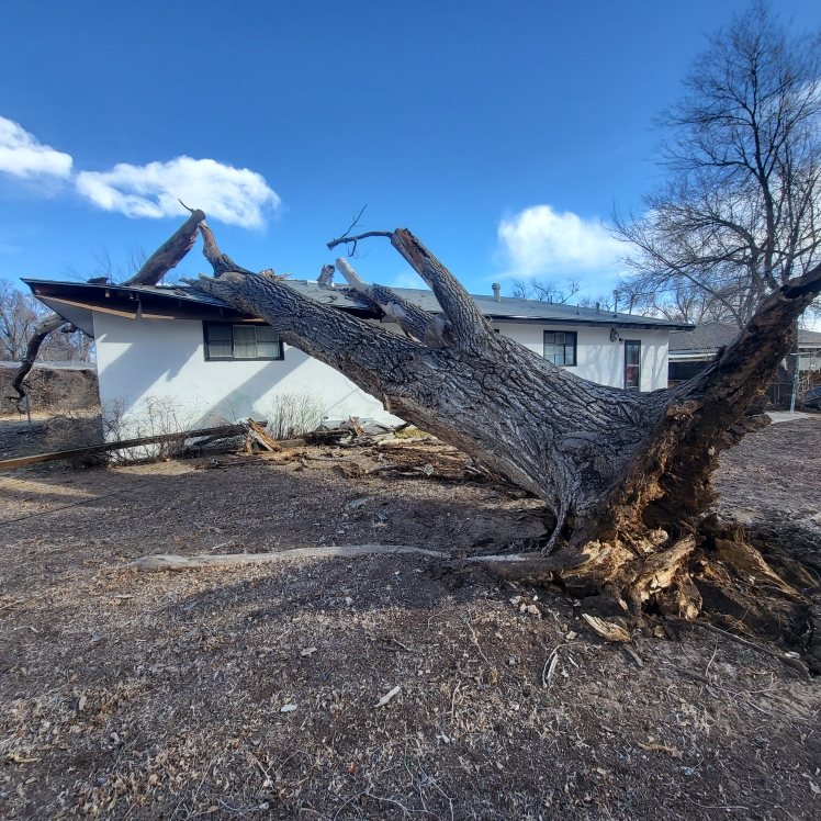 Storm-toppled tree fallen against a Colorado Springs home awaiting emergency response