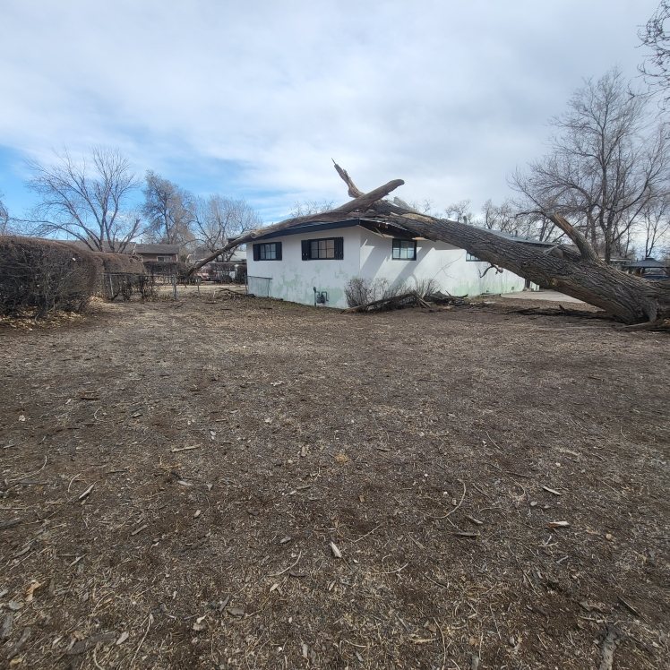 Large tree fallen onto the roof of a Colorado Springs home after a storm