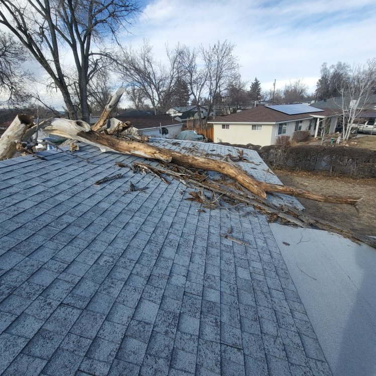 Fallen tree resting across the ridge of a damaged residential roof