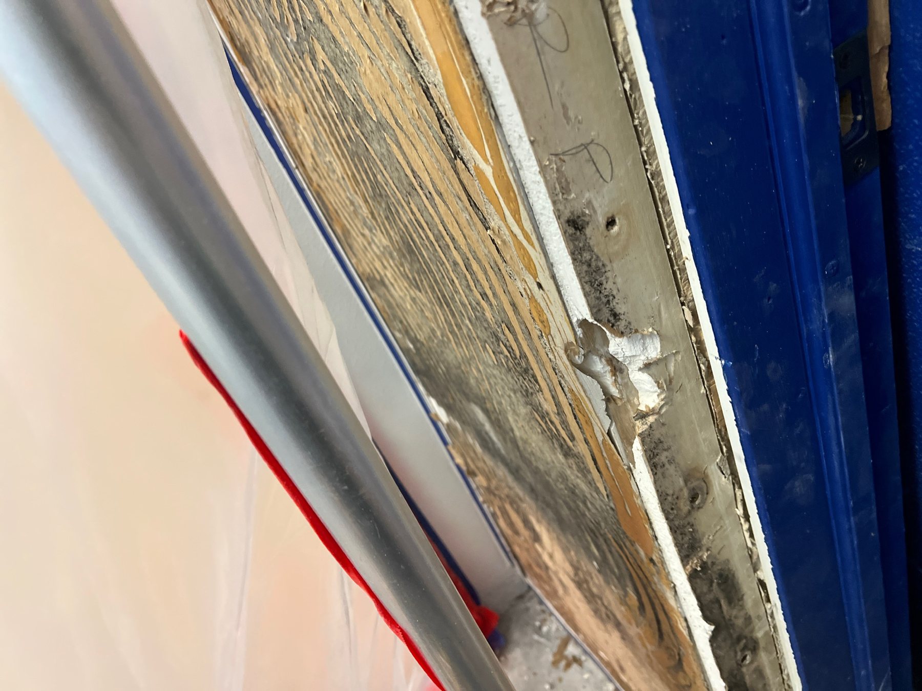 Close-up of mold growth spreading across wood wall framing behind plastic containment